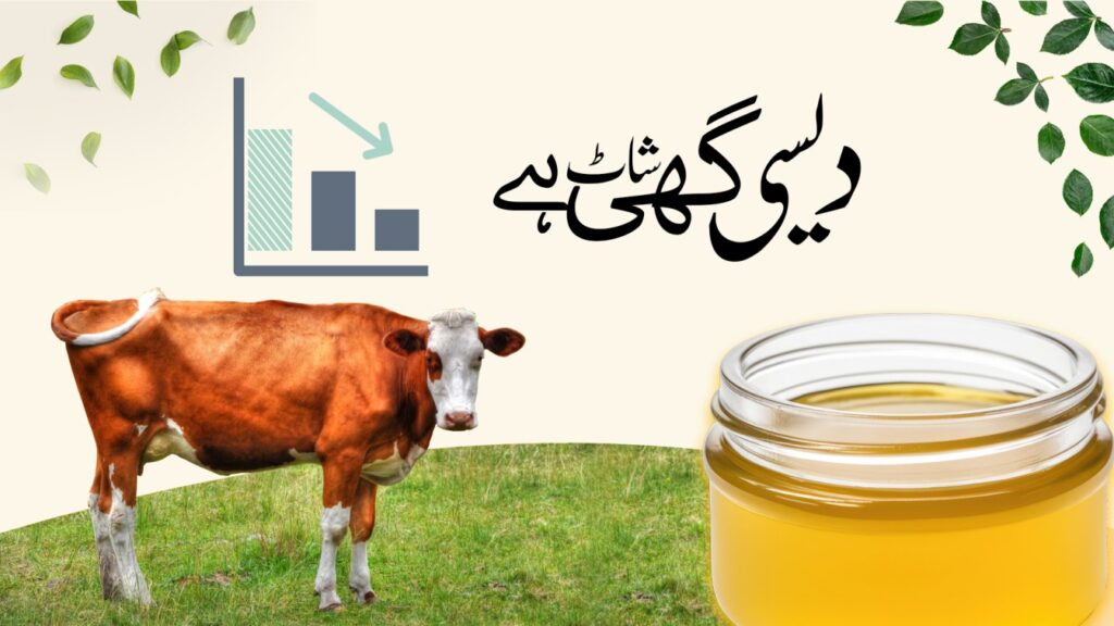 Cow Desi Ghee Short